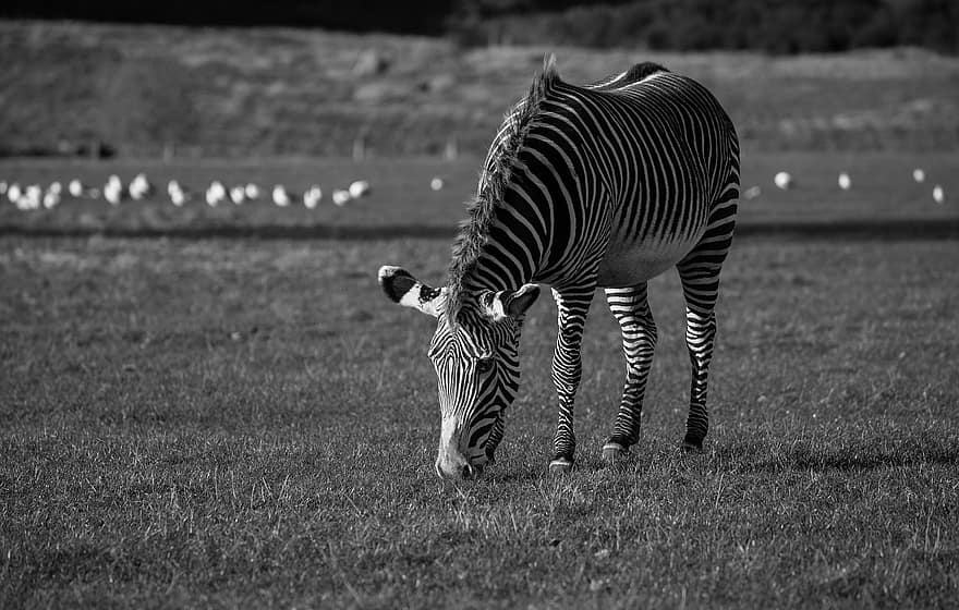 zebras, gyvūnas, safari, nespalvotas, laukinės gamtos, žinduolių, arklinių šeimos gyvūnai, dryžuotas, Afrika, juoda ir balta, gyvūnams