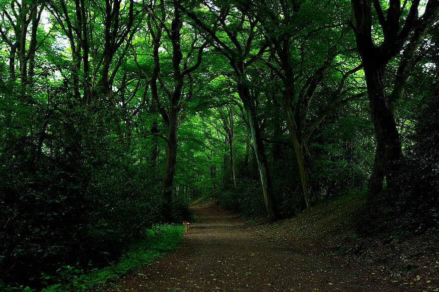 bosc, Camí, fulles, cérvol, trist, verd, arbre, color verd, sendera, paisatge, estiu