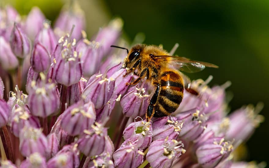 bi, pollinering, insekt, humla