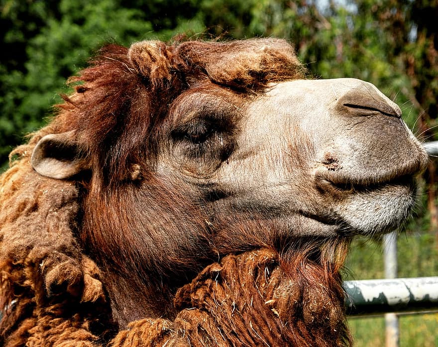 dromedario, camello arabe, animal, cabeza, mamífero