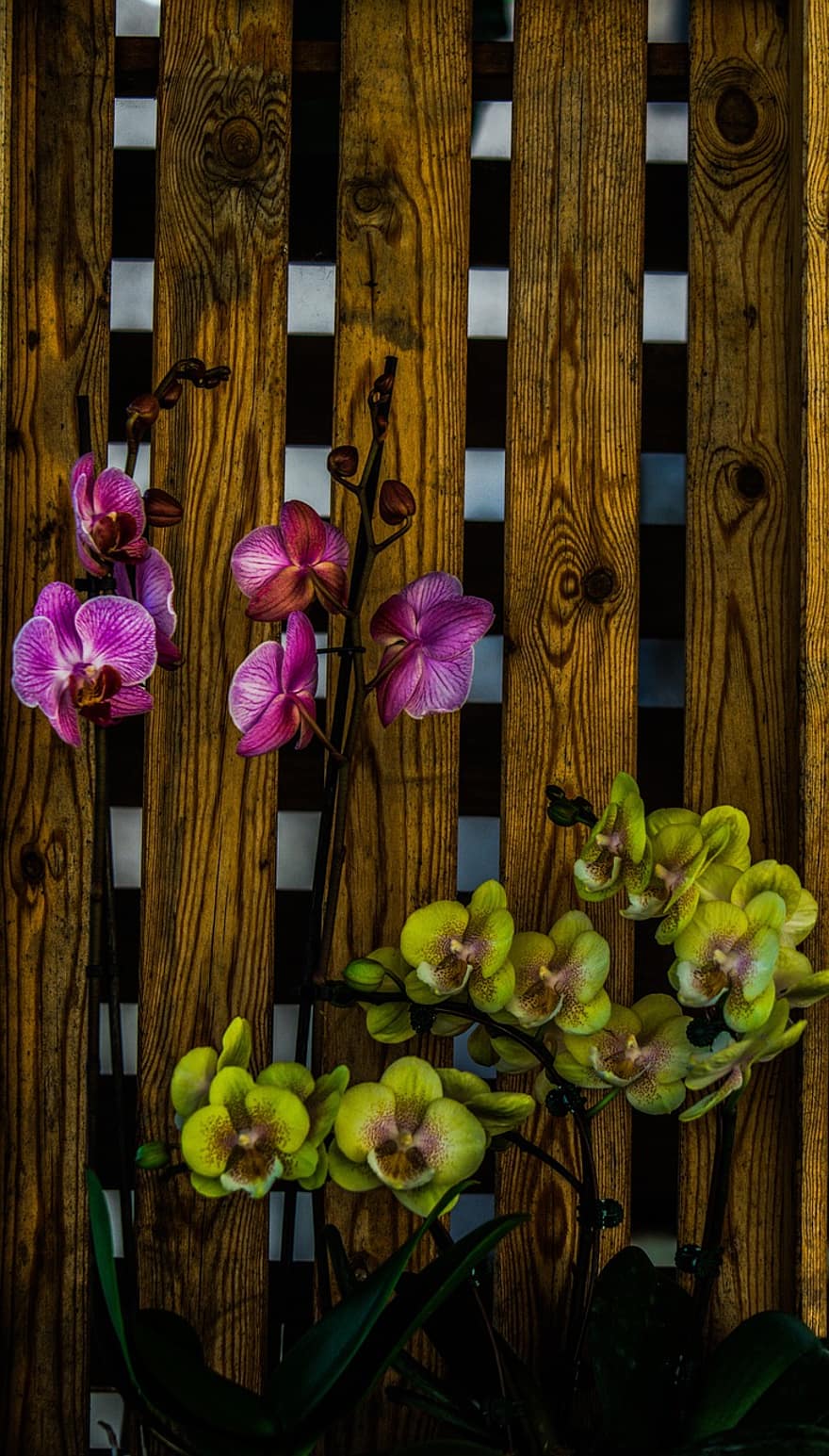 orchidée, fleurs, décoration, mur, bois, plante, plante d'appartement, décoratif, décor