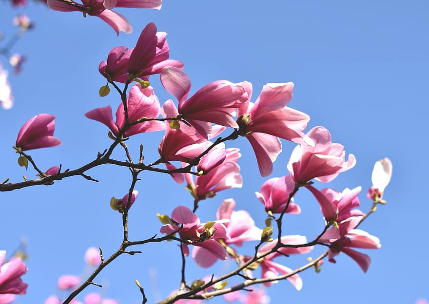 blommor, vår, magnolia, himmel, blomma, botanik, tillväxt, makro, kronblad, springtime, rosa färg