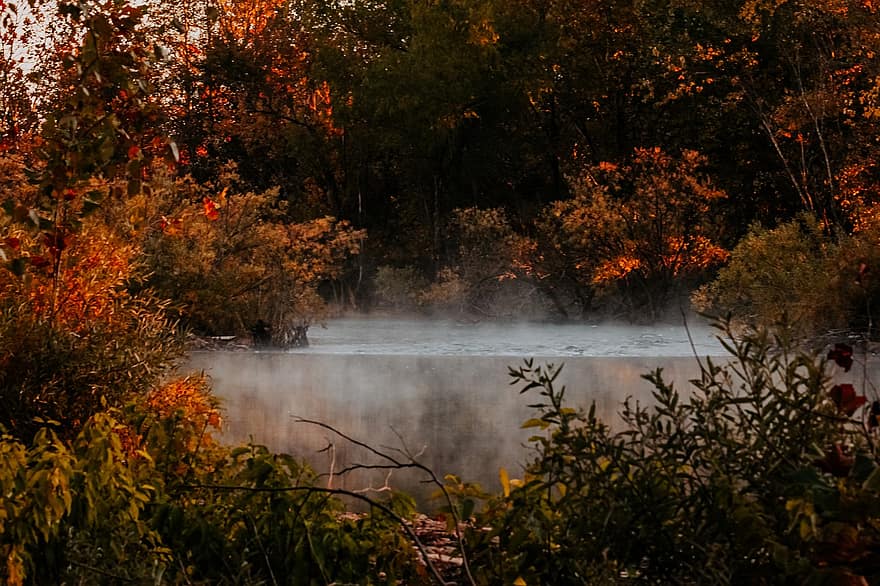 outono, rio, floresta, névoa, natureza