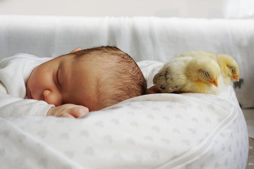 bebé, pollo, polluelo, mullido, dormir, almohada, siesta, linda