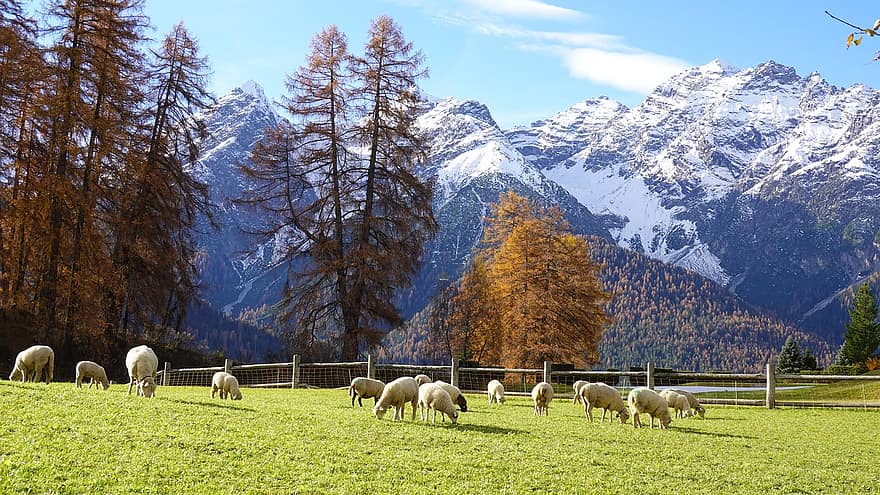 oveja, Cordero, ganado, cerca, pasto, campo, montañas, nieve, otoño, alerce