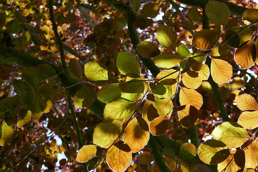rosu fag, frunză de copac, foaie, lumina soarelui, copac, natură, fag, frunze, toamnă, galben, pădure