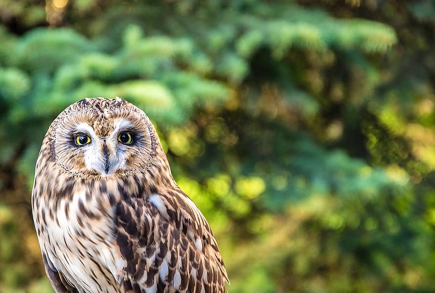 Owl, Bird, Looking, Owl Eyes, Feathers, Plumage, Raptor, Bird Of Prey, Ave, Avian, Ornithology