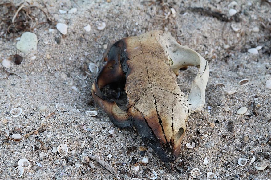 czaszka, nie żyje, spalony, kości, piasek