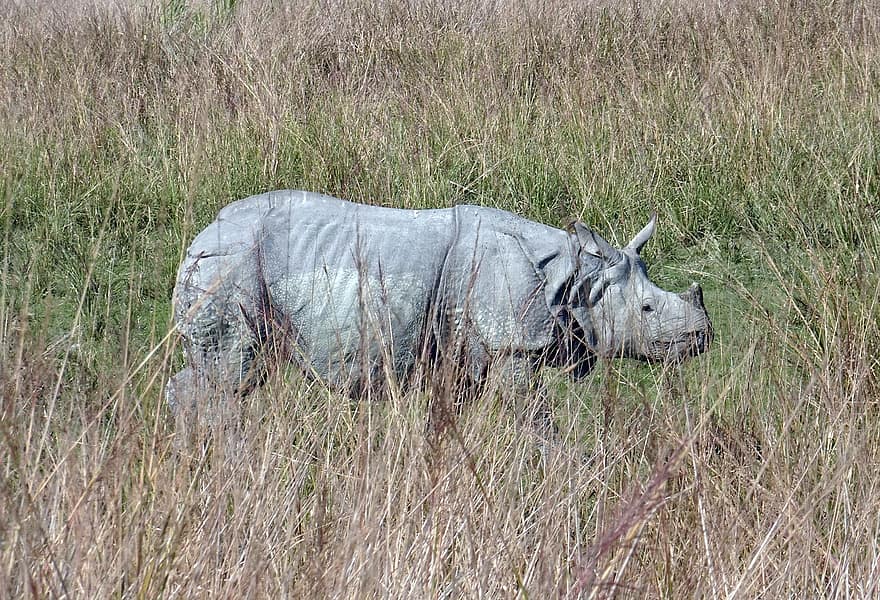 Rhinoceros, Rhino, Animal, Mammal, Zoo, Horn, Large Animal, Wildlife, Animal World, Nature, Wilderness