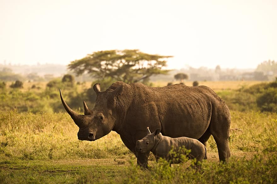 носорог, теле, рога, майка и дете, животни, див, диви животни, животински свят, пустиня, дивата природа, фотография на дивата природа
