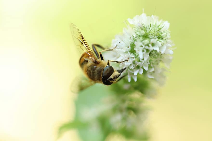 hoverfly, แมลง, บินโฉบบิน, minzblüte, ดอก, เบ่งบาน, ใกล้ชิด, ปีก, แมโคร, การผสมเกสรดอกไม้, เรณู