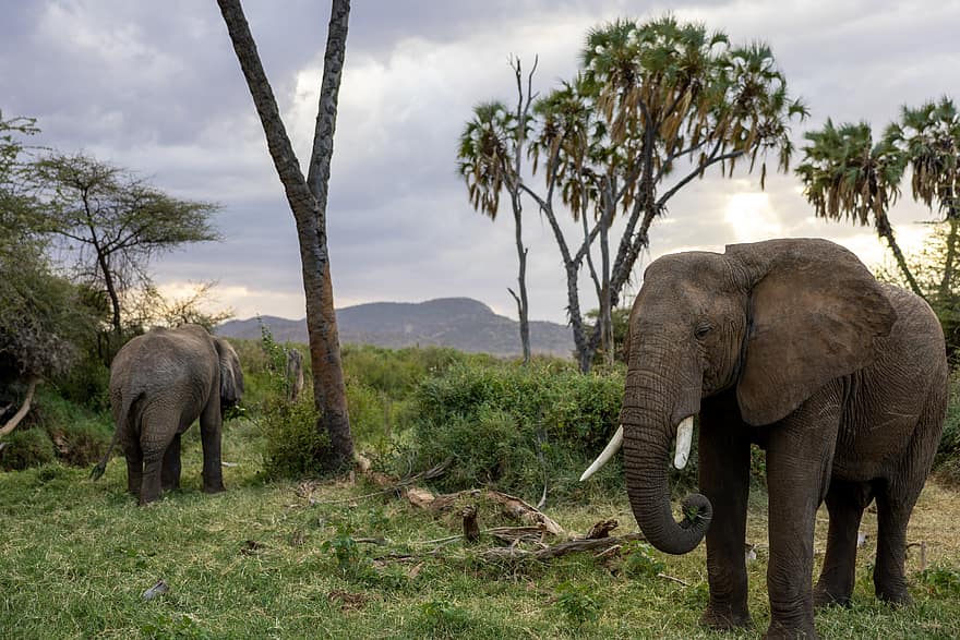 ช้าง, แอฟริกา, ธรรมชาติ, สัตว์, ต้นไม้, ภูมิประเทศ, ใหญ่, งาช้าง, กลางแจ้ง, เลี้ยงลูกด้วยนม, ที่เดิน