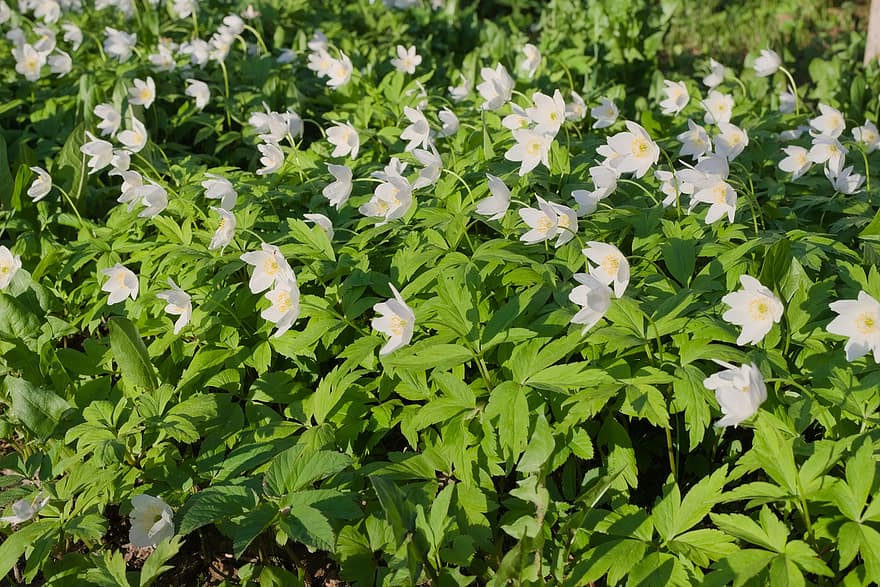 White Flowers, Wood Anemones, Flowers, Flora, Floriculture, Horticulture, Botany, Nature, Plants, Flowering Plants, Spring