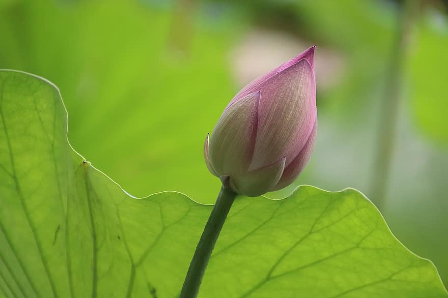 lotus, pupen, květ, leknín, vodní rostliny, rostlina, flóra, rybník, Příroda, detailní
