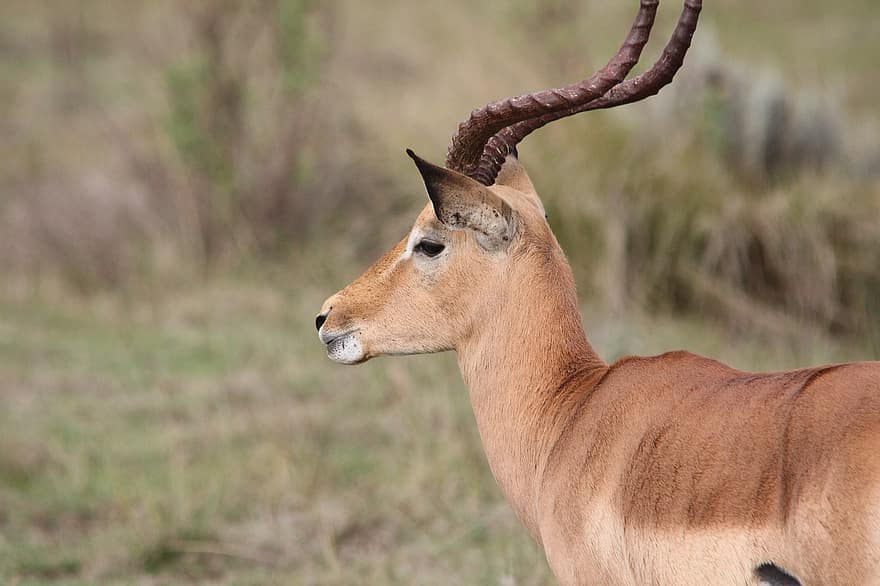 antilope, buck, gevir, reservere, dyr, horn