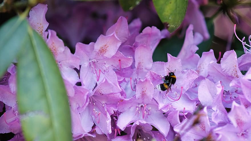azalea, las flores, abeja, abejorro, insecto, polinización, rododendro, planta, primavera, jardín, naturaleza