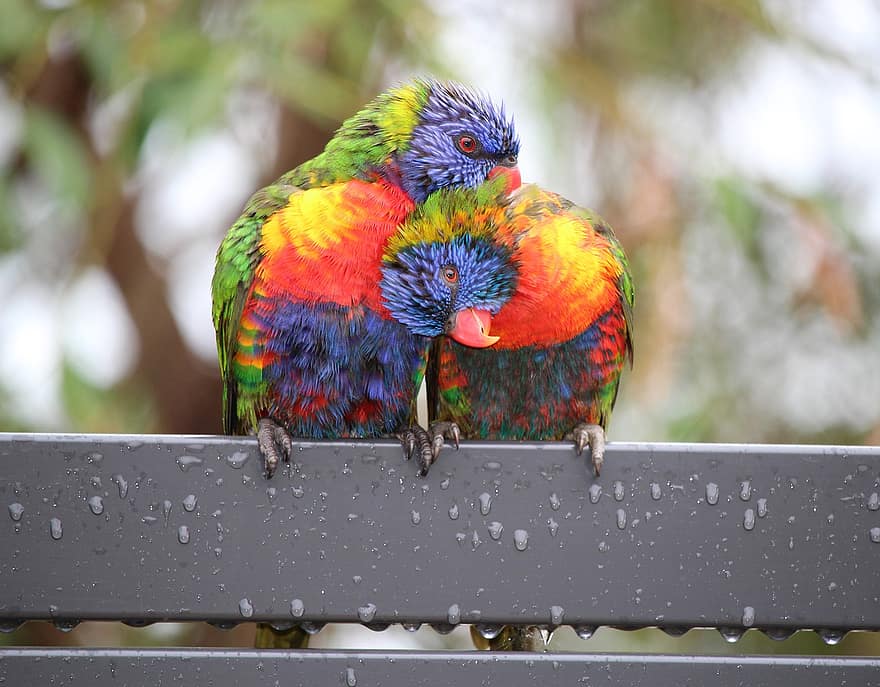 fugle, Loriinis, lorikeets, Australien, aviær, multi farvet, næb, fjer, tæt på, ara, kæledyr
