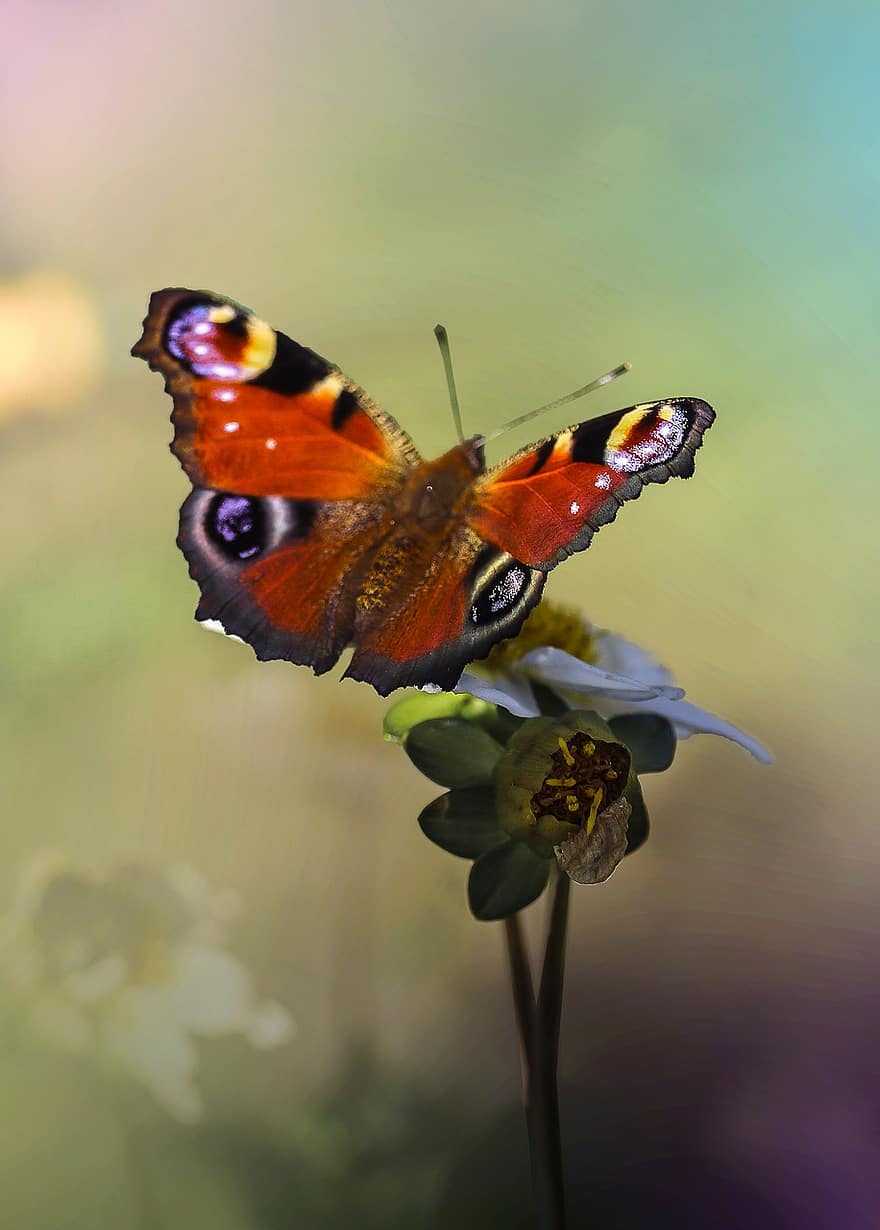 sommerfugl, insekt, pollinere, pollinering, blomst, sommerfuglvinger, bevinget, Lepidopetra, entomologi, natur, flora