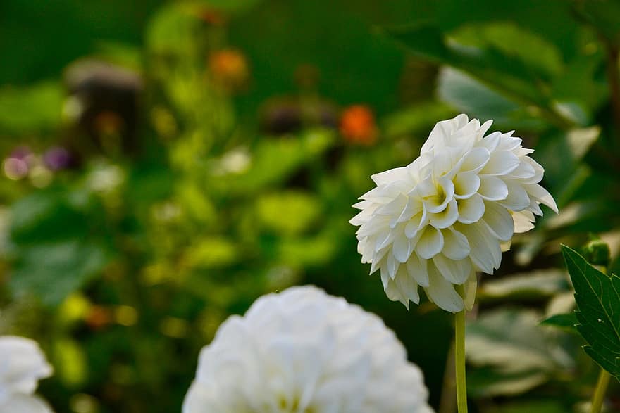 Dahlia, Pompon Dahlia, Flower, White Flower, Petals, Bloom, Blossom, Flowering Plant, Ornamental Plant, Plant, Flora
