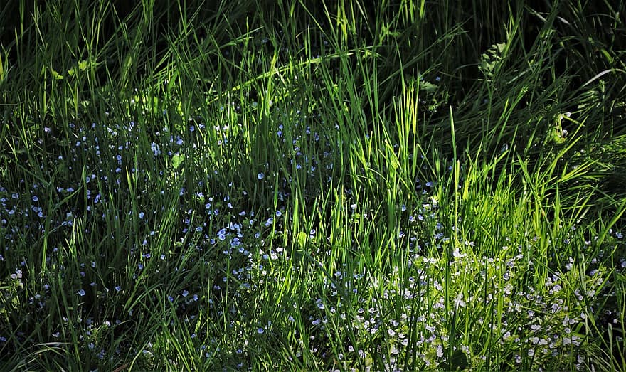 vào buổi sáng, thảm cỏ xanh, màu xanh lá, lưỡi dao, đồng cỏ, thảm thực vật, polyana, sự gần gũi, buổi sáng, cừu con, mùa xuân