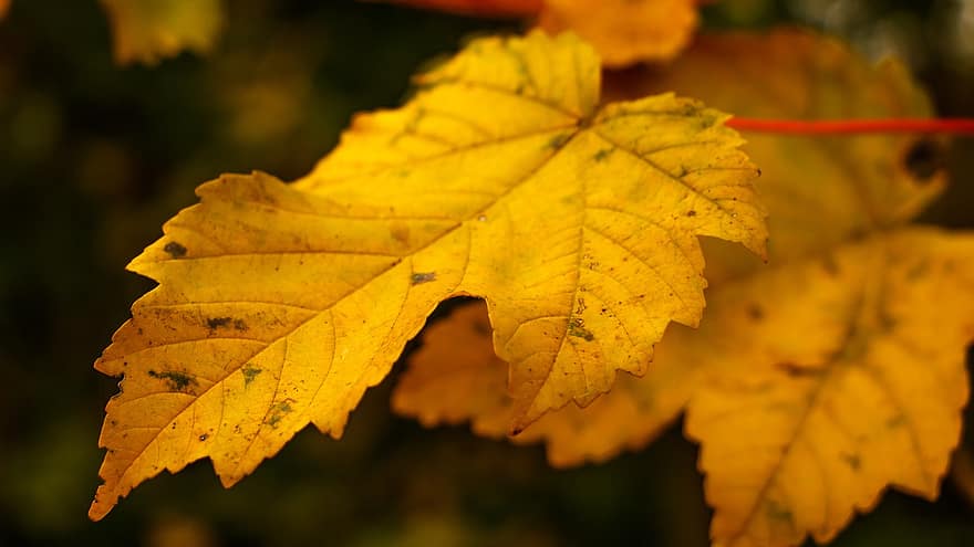 есен, кленов листа, листа, шума, есенни листа, есенна листа, попадат зеленина, клен, цветовете на есента, природа, жълти листа