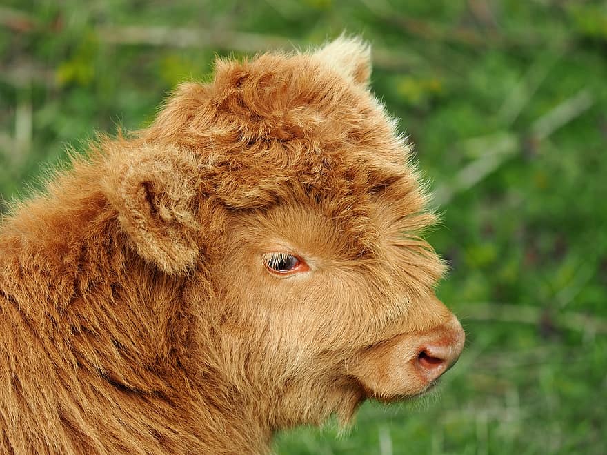 highland kráva, tele, zvíře, mladé zvíře, kráva, dobytek, skot skotský, hospodářských zvířat