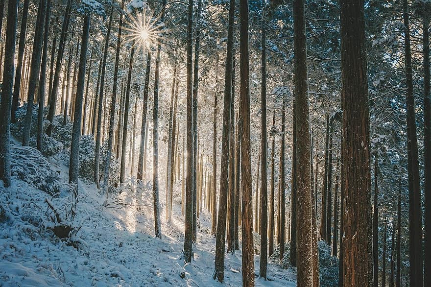 風景、冬、森林、雪、プランテーション、太陽、木、シーズン、松の木、霜、氷