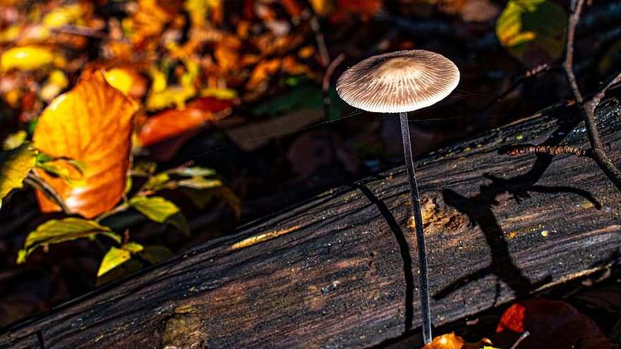 houba, les, houby, lesní podlaha, Příroda, výtrus, plodnic, mech, podzim, zblízka, lesní houby