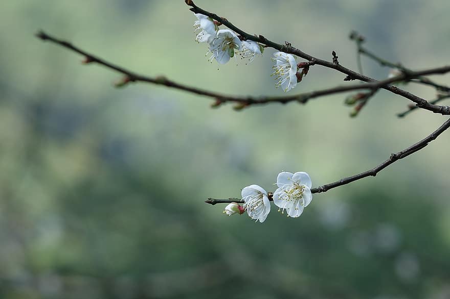 Plum Blossom, Flowers, Branches, White Flowers, Bloom, Blossom, Tree, Plant, Nature