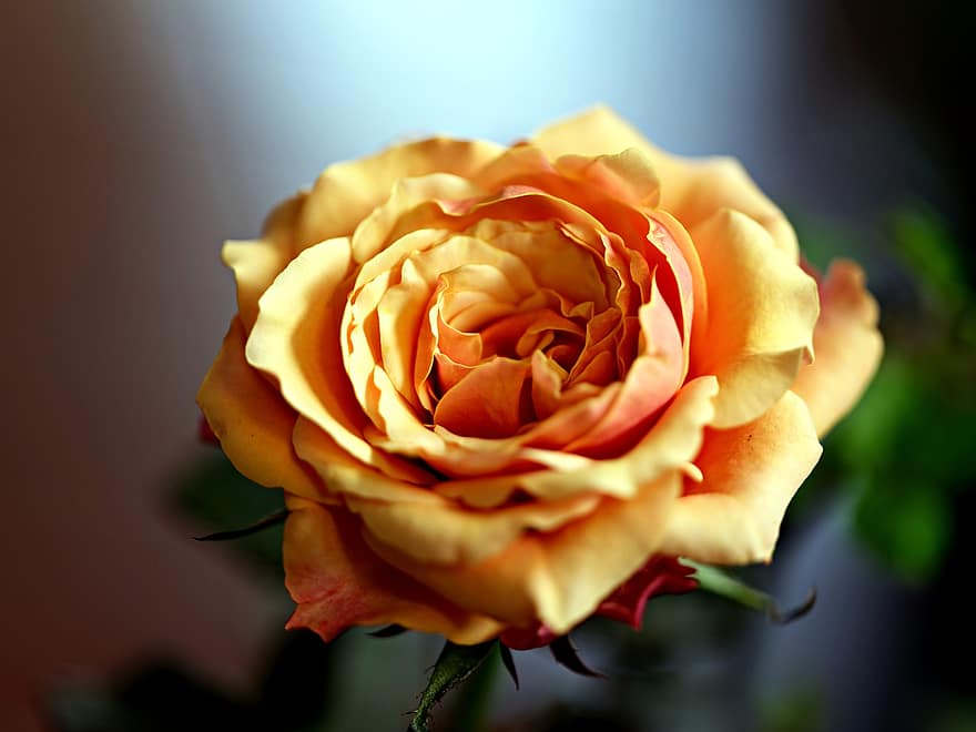 kwiat, Róża, żółta róża, kwiat róży, płatki, płatki róż, kwitnąć, flora