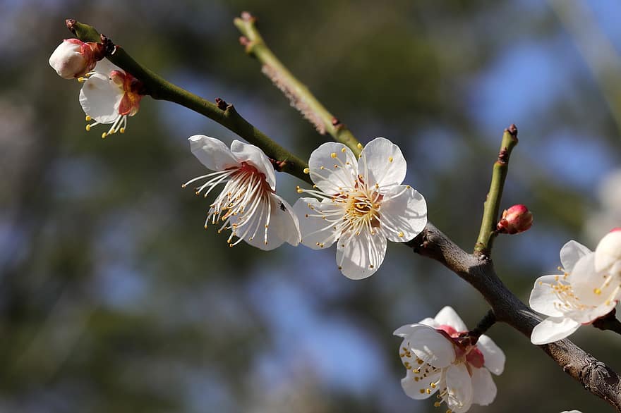 Flowers, Plum Blossom, Spring, Seasonal, Bloom, Blossom, Plum Tree, Macro, Petals, Growth, Tree