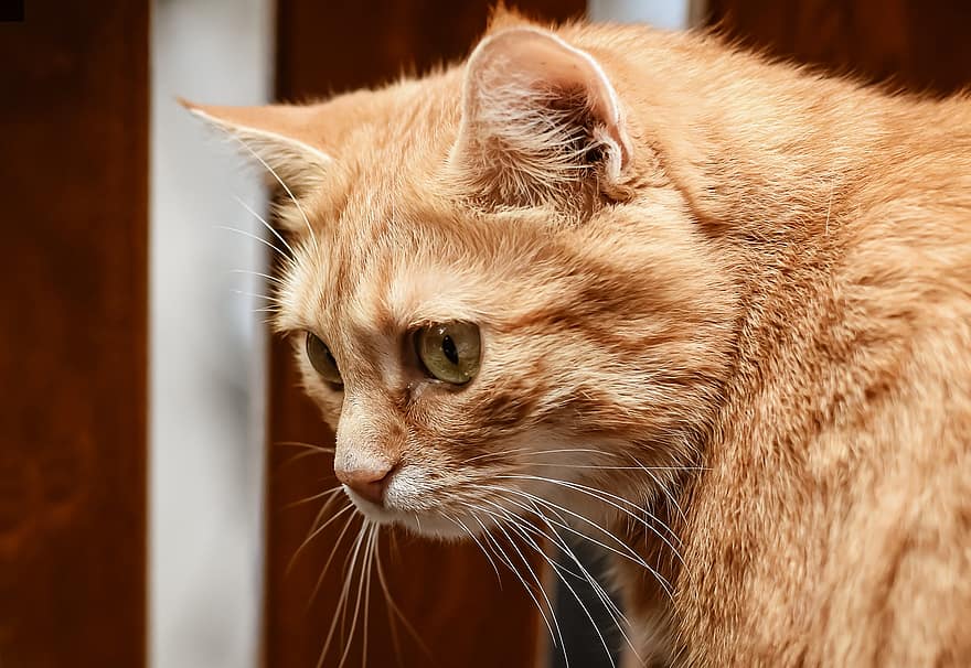 кішка, домашня тварина, полосатий кіт, помаранчевий таббі кішка, помаранчевий кіт, домашня кішка, тварина, ссавець, котячих, кошеня