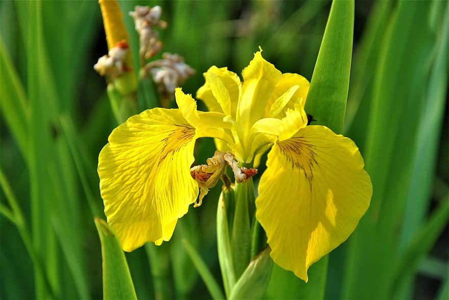 iris kuning, bunga, bunga kuning, iris, kelopak, kelopak kuning, berkembang, mekar, flora, alam, merapatkan