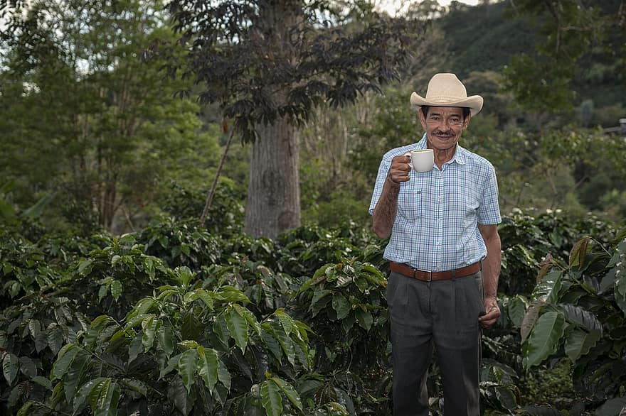 кава, фермер, сільське господарство, людина