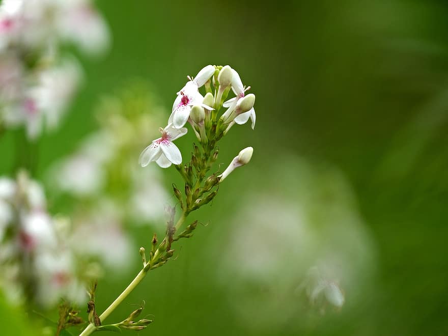 białe kwiaty, kwiaty, fałszywa twarz Carrutherów, flora, Natura, Pseuderanthemum Carruthersii, zbliżenie, roślina, kwiat, lato, zielony kolor
