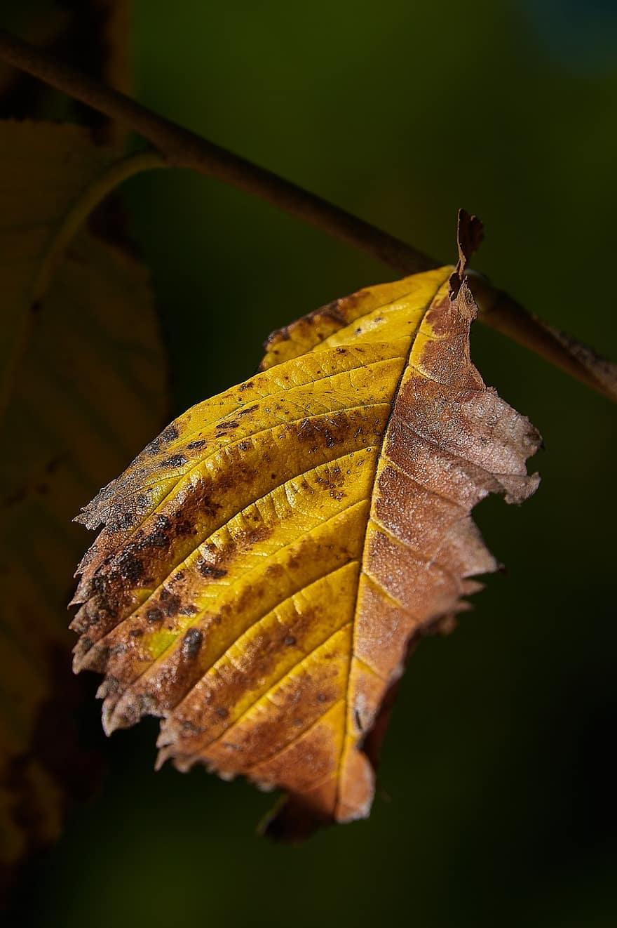 rudenī, lapas, zaļumi, rudens lapas, rudens zaļumi, rudens sezona, kritums zaļumiem, krīt lapas