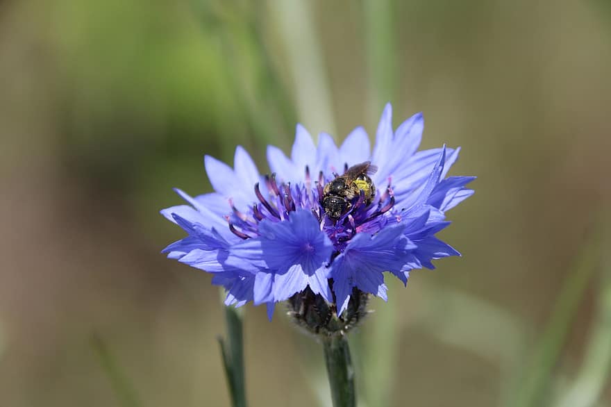Bee, Cornflower, Pollination, Echinacea, Purple Flower, Flower, Blossom, Nature, close-up, plant, summer