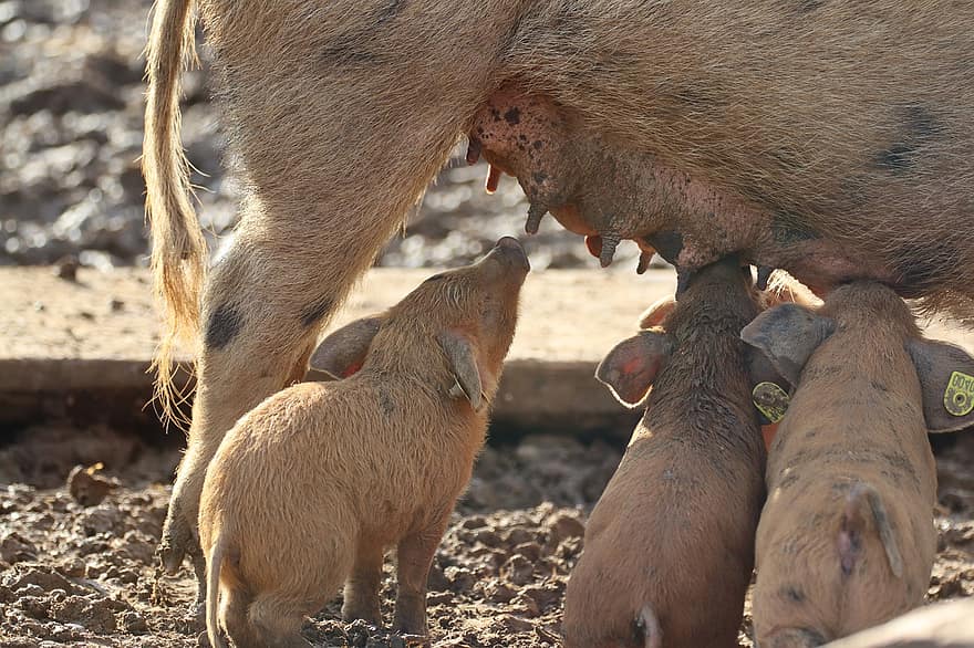 돼지, 암퇘지, 새끼 돼지, 농장 동물, 농장 구내, 목축