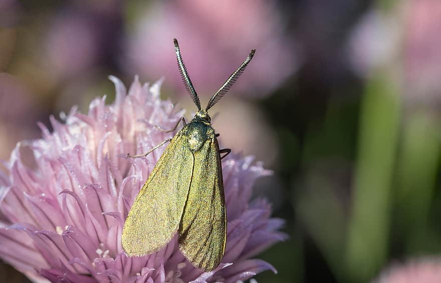 Forester Moths, Insects, Flower, Chives, Wing, Plant, close-up, macro, insect, summer, green color