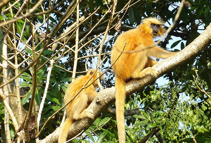 Langur dorado, mono, primate, Langur dorado de Gee, Trachypithecus Geei, en peligro de extinción, animal, salvaje, fauna silvestre, bosque, Assam
