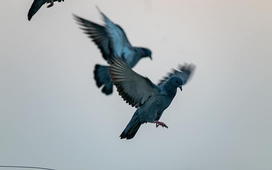 Pigeon, Birds, Flying, Dove, Animals, Wings, Plumage, Flight, Sky, Nature, beak