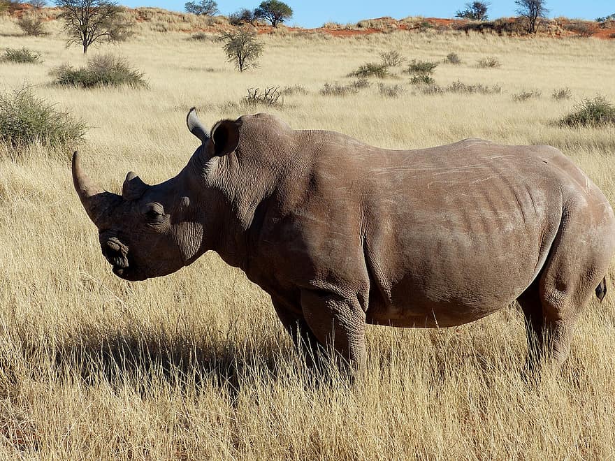 rinocer, animale sălbatice, pustie, savană, Africa