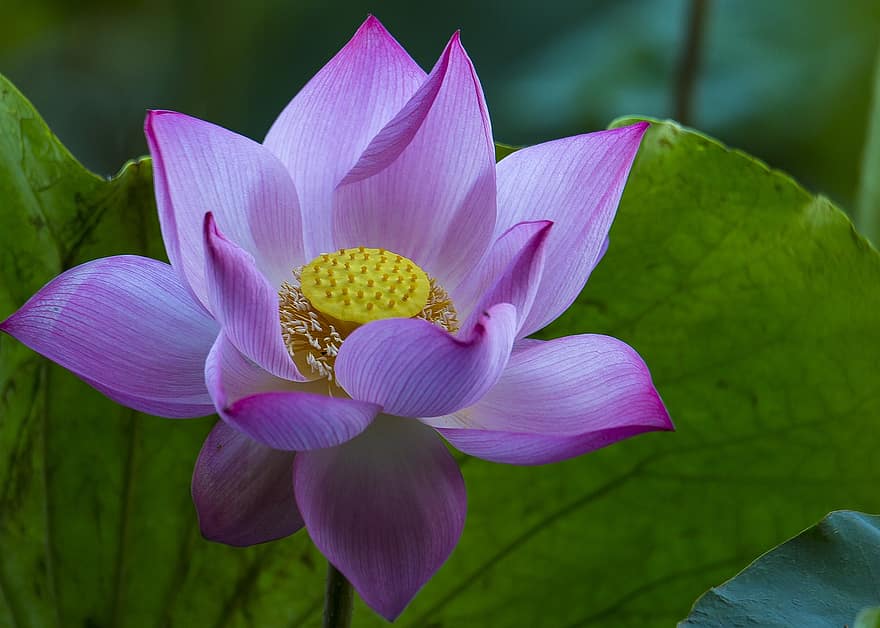 lotus, çiçek, Lotus çiçeği, pembe çiçek, yaprakları, pembe yaprakları, Çiçek açmak, suda yaşayan bitki, bitki örtüsü