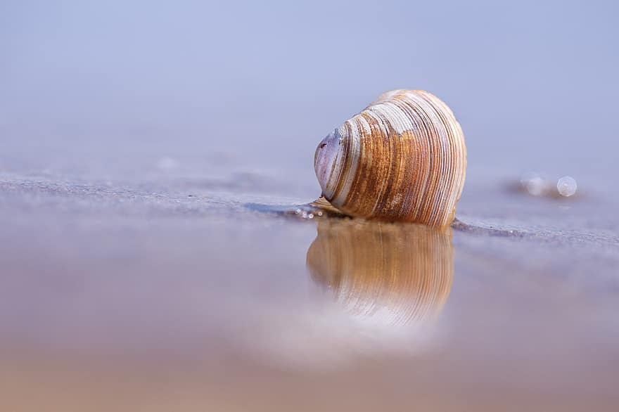 shell, mar, platja, reflexió, festa, sorra, oceà, petxina de mar, Costa, mol·lusc