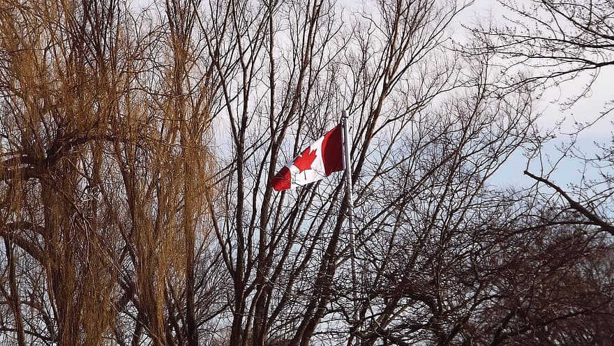 bandeira, Canadá, arvores, natureza, floresta, mastro de bandeira, bandeira nacional, país, árvore, patriotismo, folha