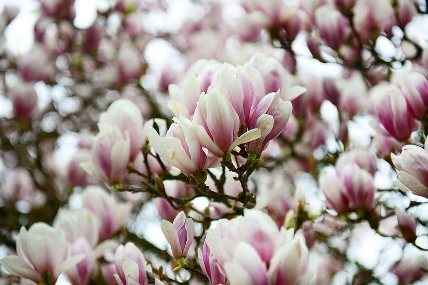 แมกโนเลีย, Magnolie, ต้นไม้แมกโนเลีย, เบ่งบาน, ดอก, magnoliengewaechs, blütenmeer, ต้นไม้, Magnoliaceae