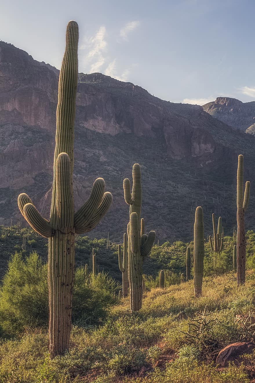 cactuși, deşert, peisaj, natură, Munte, apus de soare, nisip, teren extrem, călătorie, saguaro cactus, uscat