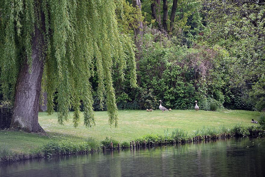 Weeping Willow, Tree, Nature, River, Water, Goose, Birds, grass, summer, forest, green color