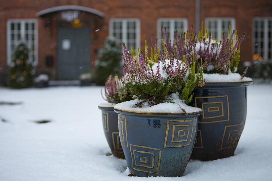 Heather, Flowers, Winter, Snow, Calluna, Plant, Plant Pots, Frost, Ice, Potted Plants, Outdoors