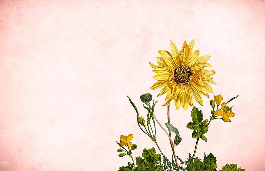 Blume, Sonnenblume, Hintergrund, Schmetterling, Gartenrahmen, Jahrgang, Karte, Kunst, handgemacht, Liebe, Valentinstag